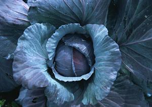 京都四条烏丸で楽しむシェイクシャックの魅力