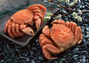 大宮東口で絶品スタ丼を堪能！伝説のすた丼屋の魅力と店舗情報